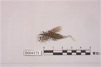 藏品(美姿羽蘚)的圖片